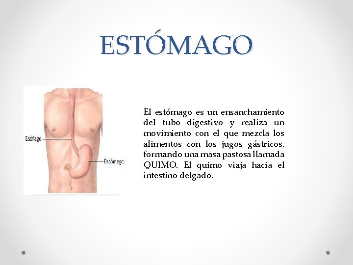 ESTÓMAGO El estómago es un ensanchamiento del tubo digestivo y realiza un movimiento con