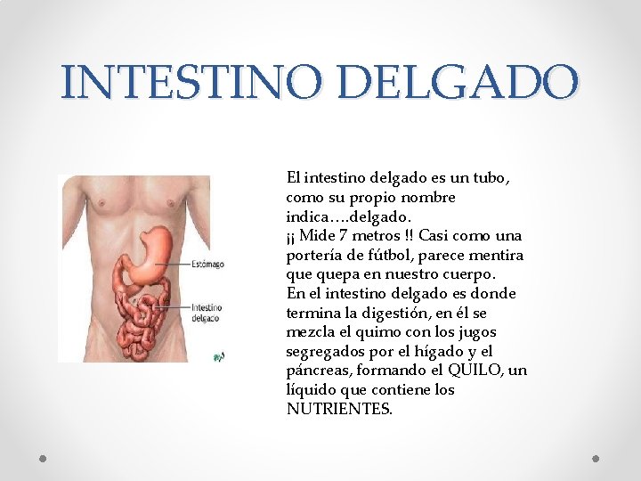 INTESTINO DELGADO El intestino delgado es un tubo, como su propio nombre indica…. delgado.