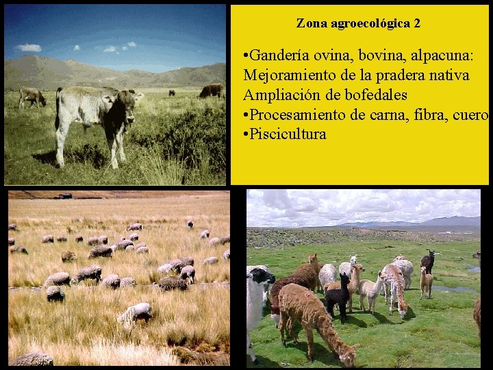 Zona agroecológica 2 • Gandería ovina, bovina, alpacuna: Mejoramiento de la pradera nativa Ampliación