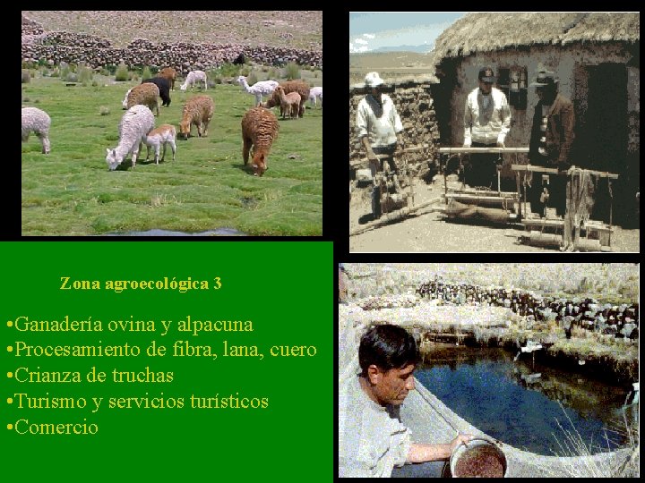 Zona agroecológica 3 • Ganadería ovina y alpacuna • Procesamiento de fibra, lana, cuero