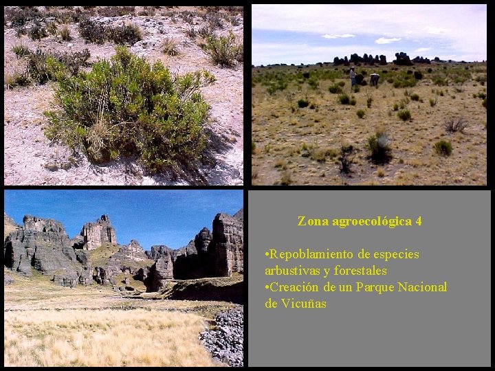 Zona agroecológica 4 • Repoblamiento de especies arbustivas y forestales • Creación de un