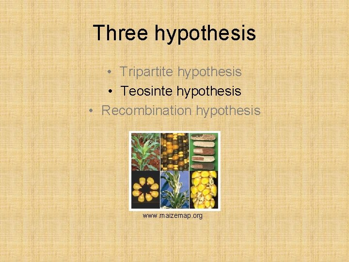 Three hypothesis • Tripartite hypothesis • Teosinte hypothesis • Recombination hypothesis www. maizemap. org