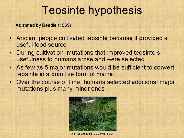 Teosinte hypothesis As stated by Beadle (1939) • Ancient people cultivated teosinte because it