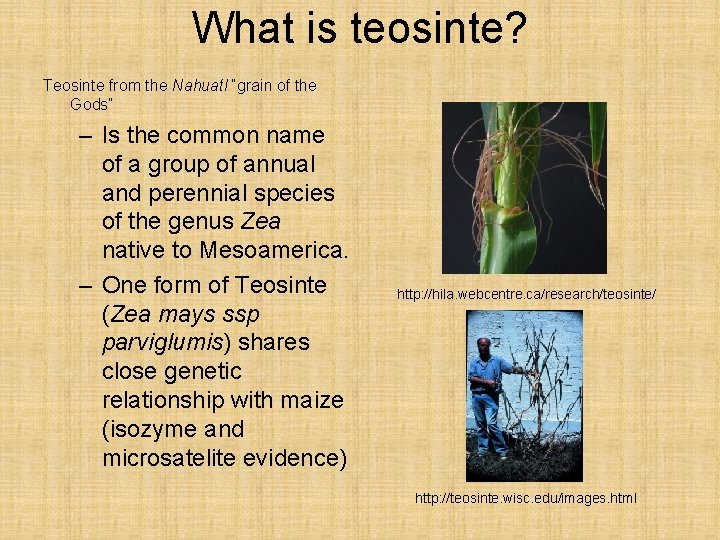 What is teosinte? Teosinte from the Nahuatl “grain of the Gods” – Is the