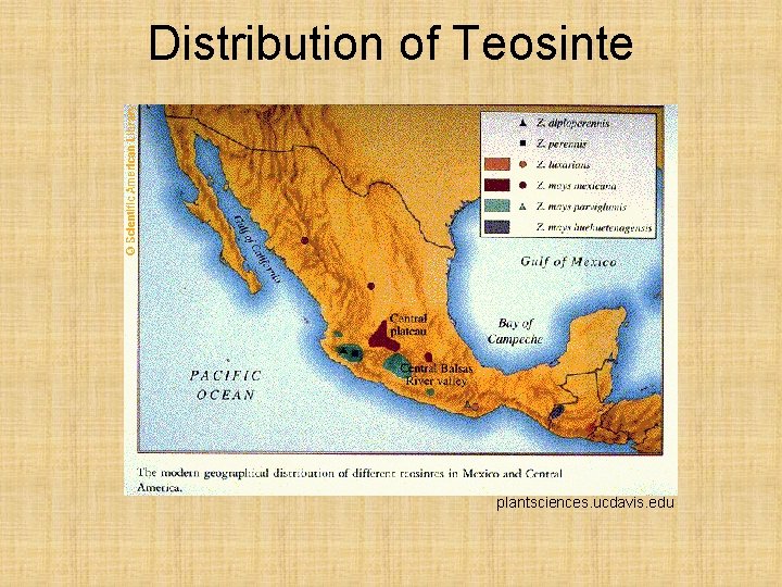 Distribution of Teosinte plantsciences. ucdavis. edu 