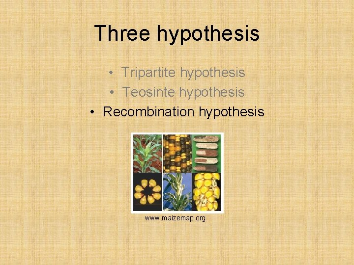 Three hypothesis • Tripartite hypothesis • Teosinte hypothesis • Recombination hypothesis www. maizemap. org