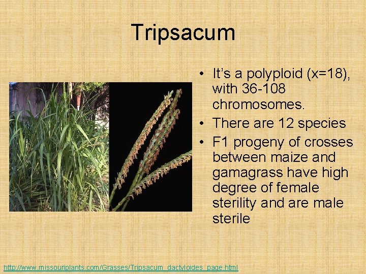 Tripsacum • It’s a polyploid (x=18), with 36 -108 chromosomes. • There are 12