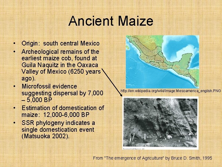 Ancient Maize • Origin: south central Mexico • Archeological remains of the earliest maize