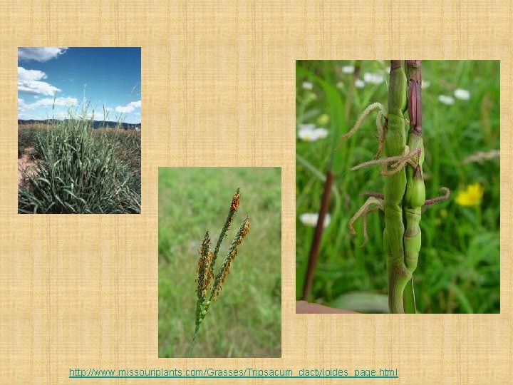 http: //www. missouriplants. com/Grasses/Tripsacum_dactyloides_page. html 