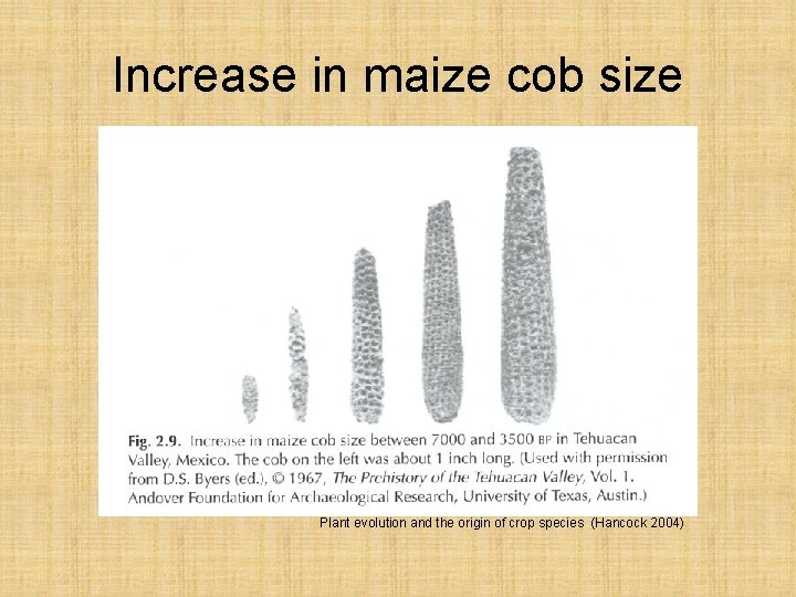 Increase in maize cob size Plant evolution and the origin of crop species (Hancock