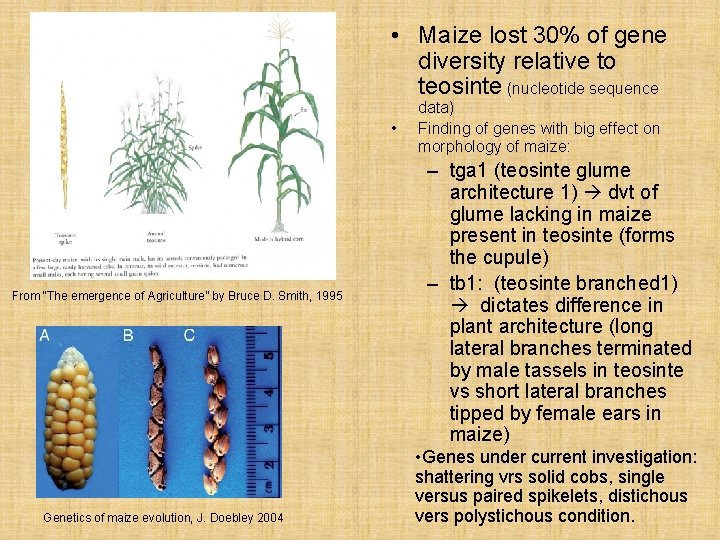  • Maize lost 30% of gene diversity relative to teosinte (nucleotide sequence •