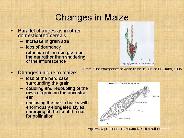 Changes in Maize • Parallel changes as in other domesticated cereals: – increase in