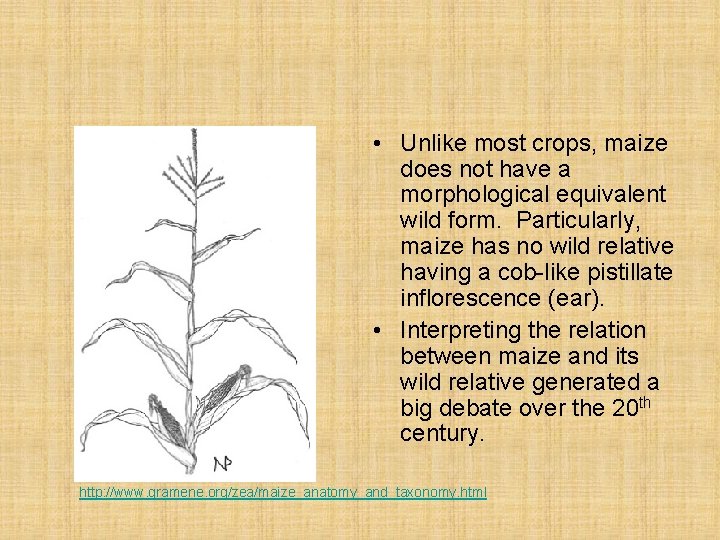  • Unlike most crops, maize does not have a morphological equivalent wild form.