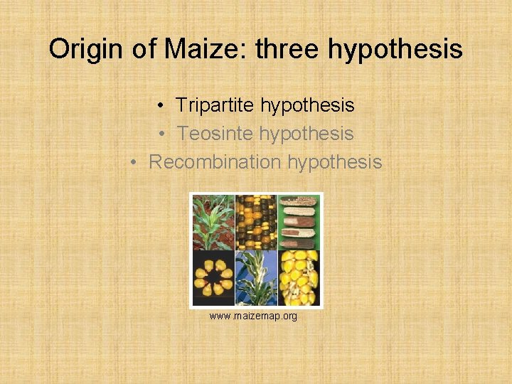 Origin of Maize: three hypothesis • Tripartite hypothesis • Teosinte hypothesis • Recombination hypothesis