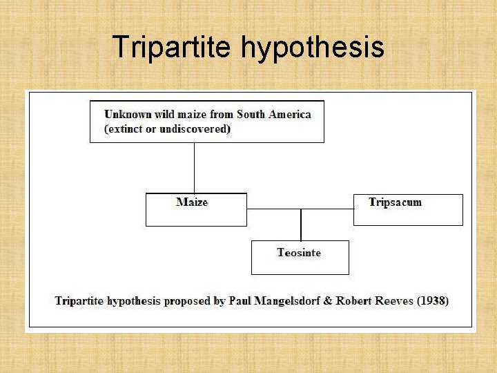 Tripartite hypothesis 