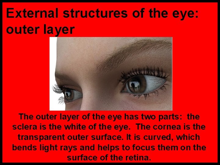 External structures of the eye: outer layer The outer layer of the eye has