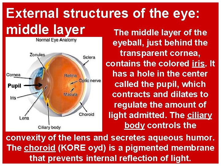 External structures of the eye: middle layer The middle layer of the eyeball, just