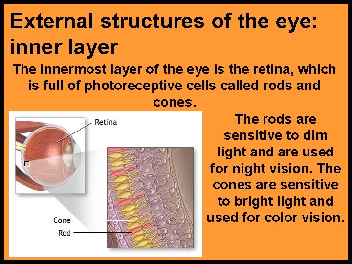 External structures of the eye: inner layer The innermost layer of the eye is