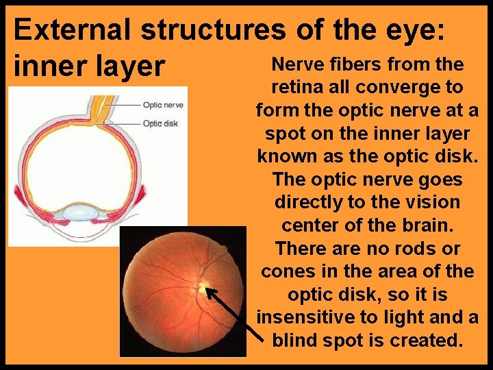 External structures of the eye: Nerve fibers from the inner layer retina all converge