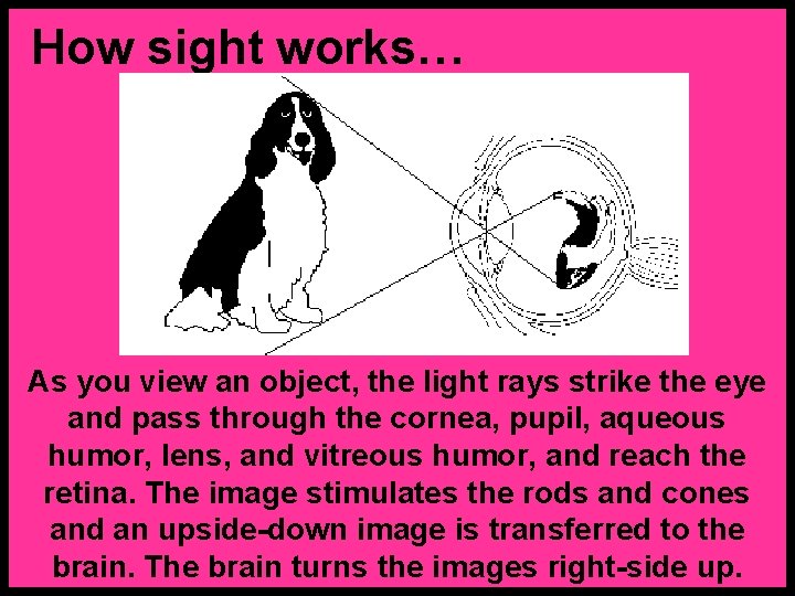 How sight works… As you view an object, the light rays strike the eye