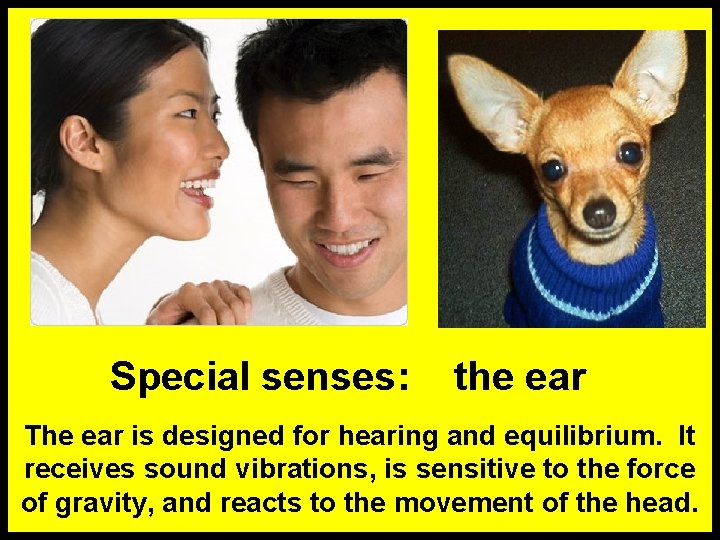 Special senses: the ear The ear is designed for hearing and equilibrium. It receives