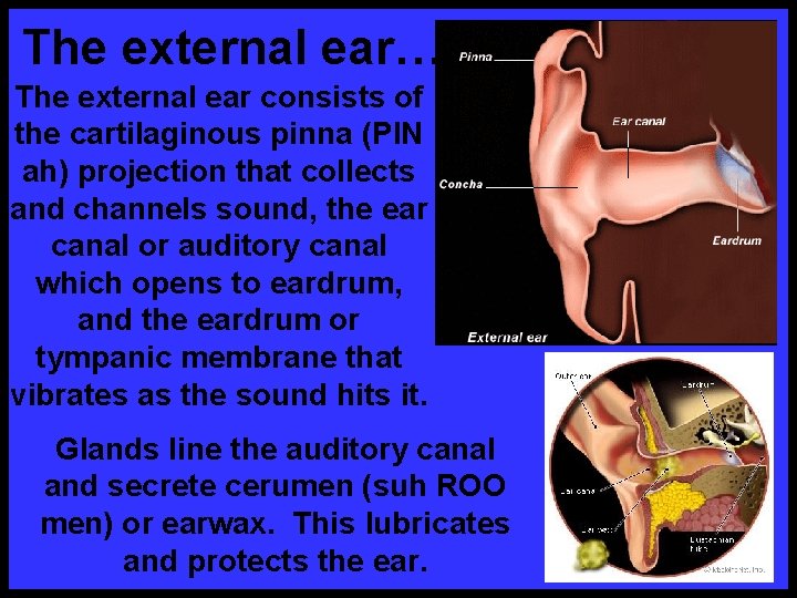 The external ear… The external ear consists of the cartilaginous pinna (PIN ah) projection
