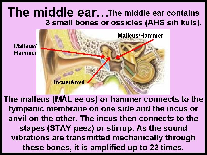 The middle ear…The middle ear contains 3 small bones or ossicles (AHS sih kuls).