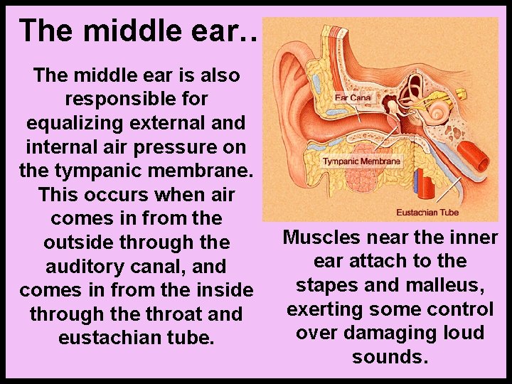 The middle ear… The middle ear is also responsible for equalizing external and internal
