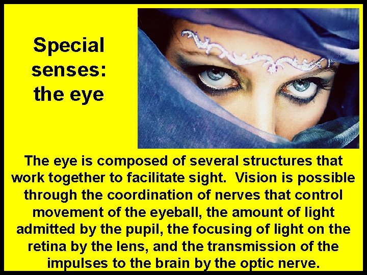 Special senses: the eye The eye is composed of several structures that work together