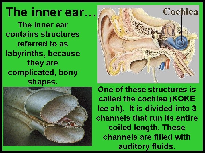 The inner ear… The inner ear contains structures referred to as labyrinths, because they