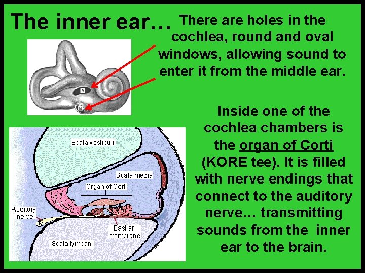 The inner ear… There are holes in the cochlea, round and oval windows, allowing