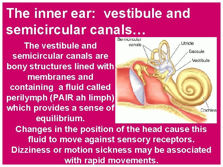 The inner ear: vestibule and semicircular canals… The vestibule and semicircular canals are bony