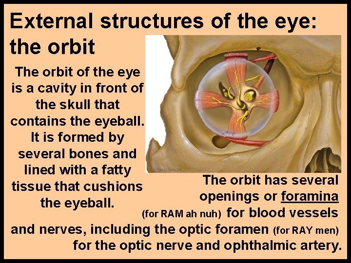 External structures of the eye: the orbit The orbit of the eye is a