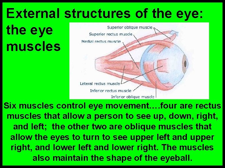 External structures of the eye: the eye muscles Six muscles control eye movement…. four