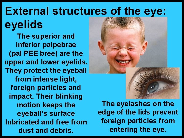 External structures of the eye: eyelids The superior and inferior palpebrae (pal PEE bree)