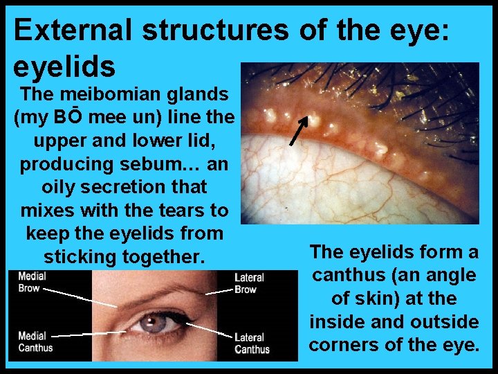 External structures of the eye: eyelids The meibomian glands (my BŌ mee un) line