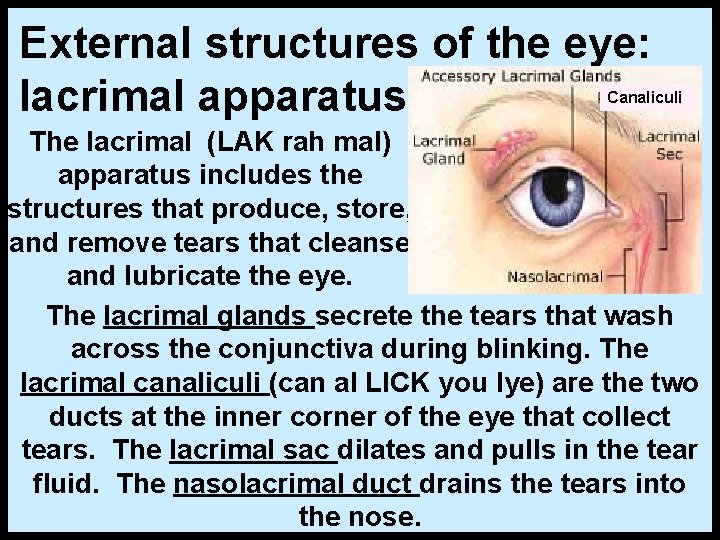 External structures of the eye: lacrimal apparatus Canaliculi The lacrimal (LAK rah mal) apparatus