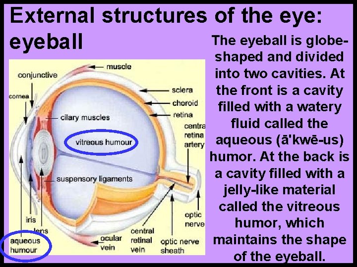 External structures of the eye: The eyeball is globeeyeball shaped and divided into two