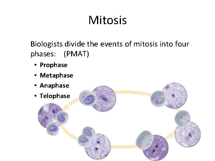 Mitosis Biologists divide the events of mitosis into four phases: (PMAT) • • Prophase
