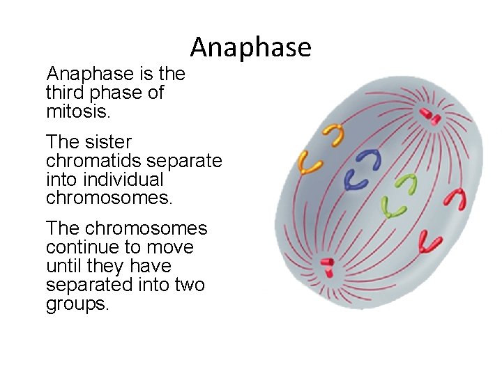 Anaphase is the third phase of mitosis. Anaphase The sister chromatids separate into individual