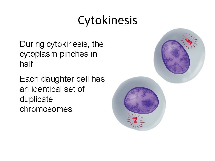 Cytokinesis During cytokinesis, the cytoplasm pinches in half. Each daughter cell has an identical