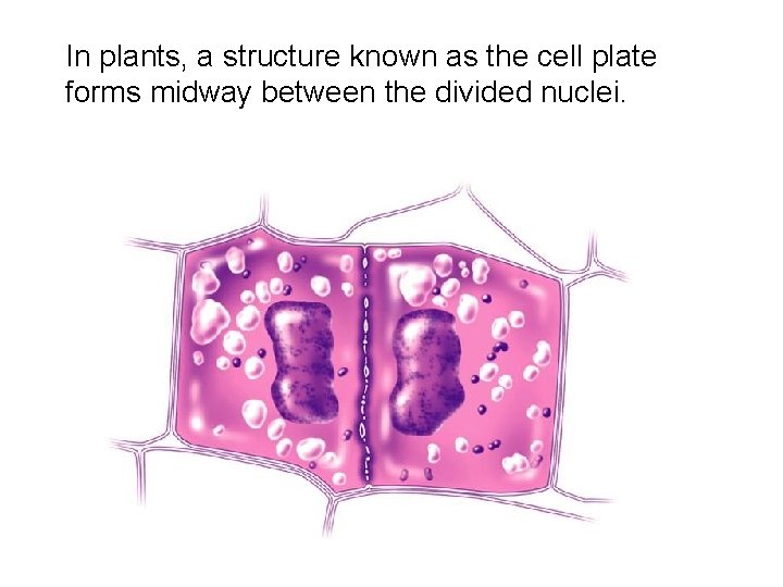 In plants, a structure known as the cell plate forms midway between the divided