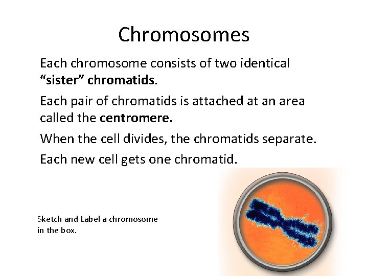 Chromosomes Each chromosome consists of two identical “sister” chromatids. Each pair of chromatids is