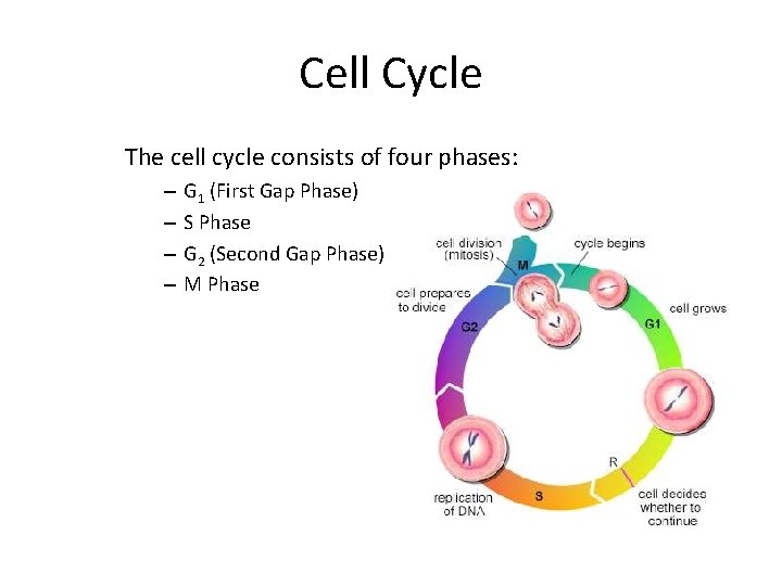 Cell Cycle The cell cycle consists of four phases: – – G 1 (First