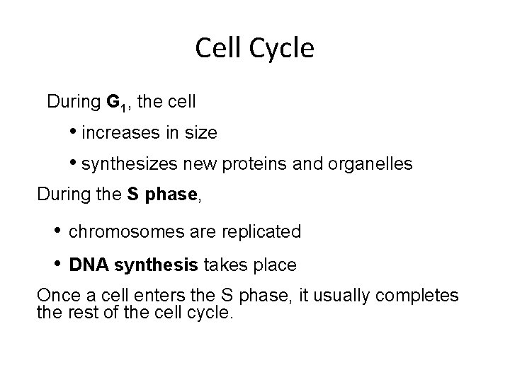 Cell Cycle During G 1, the cell • increases in size • synthesizes new