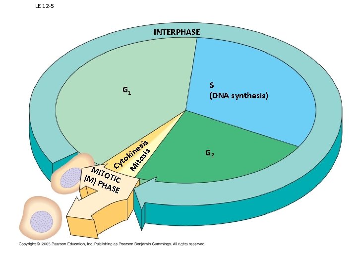 LE 12 -5 INTERPHASE S (DNA synthesis) G 1 sis M ito k to