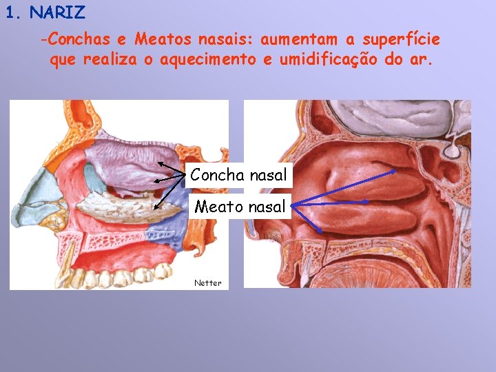 1. NARIZ -Conchas e Meatos nasais: aumentam a superfície que realiza o aquecimento e