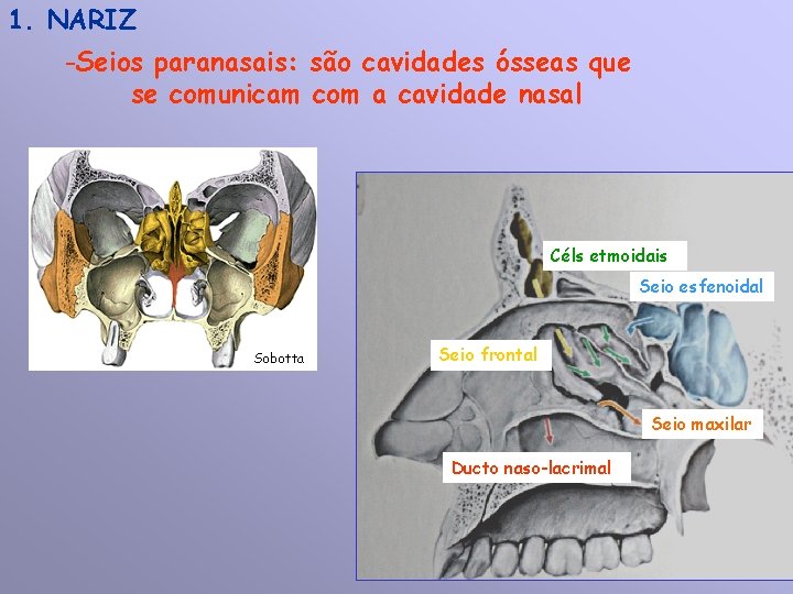 1. NARIZ -Seios paranasais: são cavidades ósseas que se comunicam com a cavidade nasal
