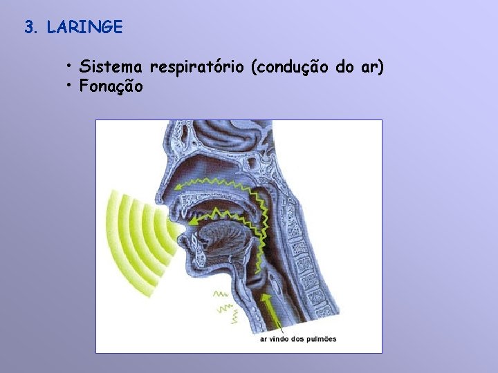 3. LARINGE • Sistema respiratório (condução do ar) • Fonação 