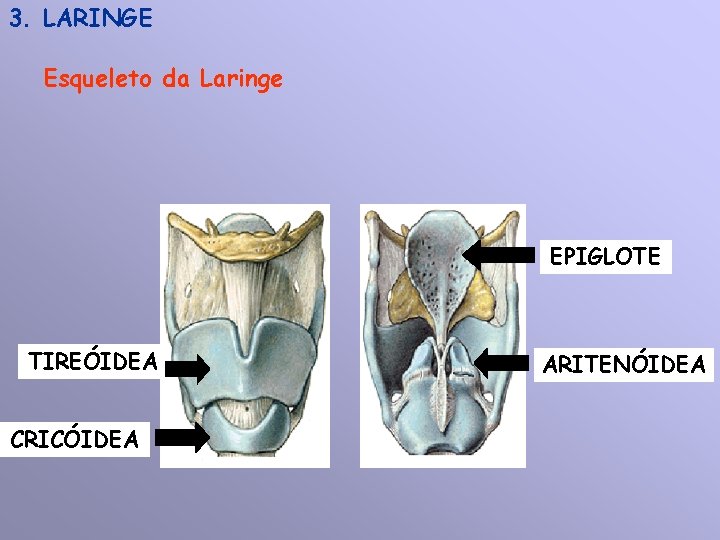 3. LARINGE Esqueleto da Laringe EPIGLOTE TIREÓIDEA CRICÓIDEA ARITENÓIDEA 